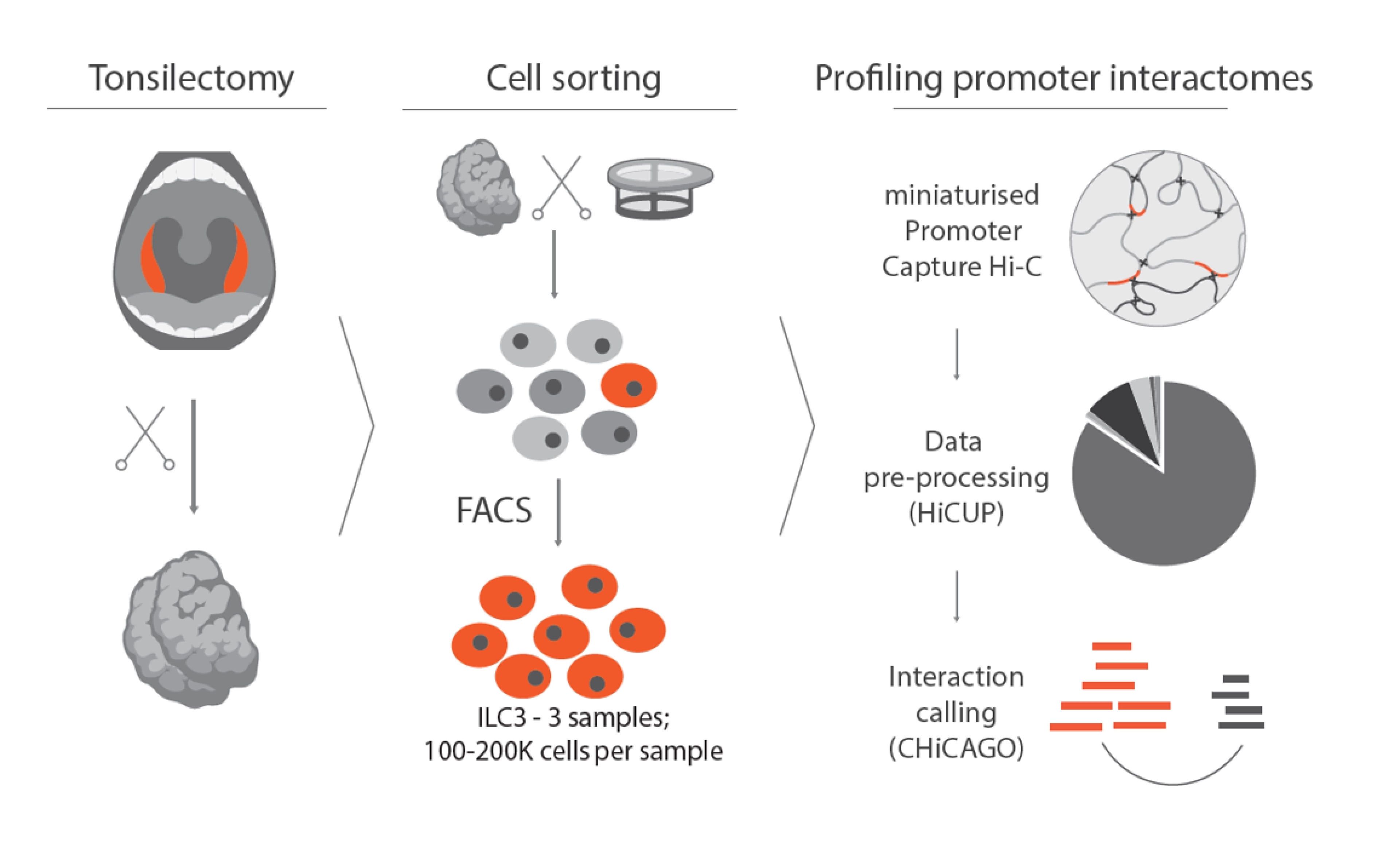 Image of the workflow for profiling the 3D genome in ILC3 cells in the project